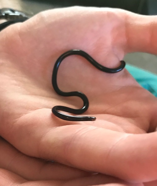 Nope, not a worm… a snake! This is one of the four Brahminy Blind Snakes I got! They’re