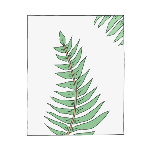 phqsma: 04. 06. 18 — ferns