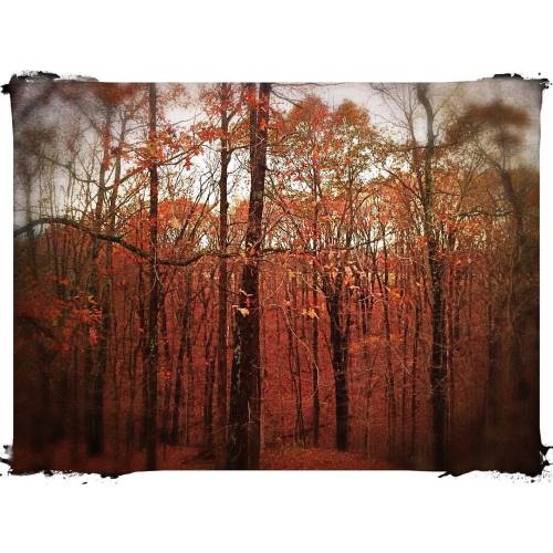 <p>This is the view off our back porch this evening. Unbelievable. #autumnleaves #nashville  (at Ridgetop, Tennessee)</p>