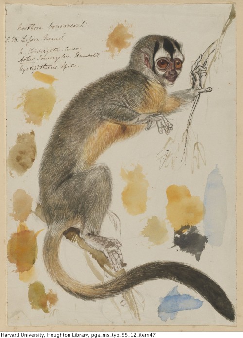 houghtonlib: Lear, Edward, 1812-1888. Drawing of a night monkey, 1830s. MS Typ 55.12 Houghton Librar