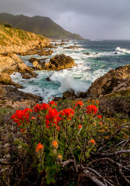 expressions-of-nature:Big Sur, CA by Rod Heywood