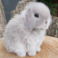 bunnyboo0802