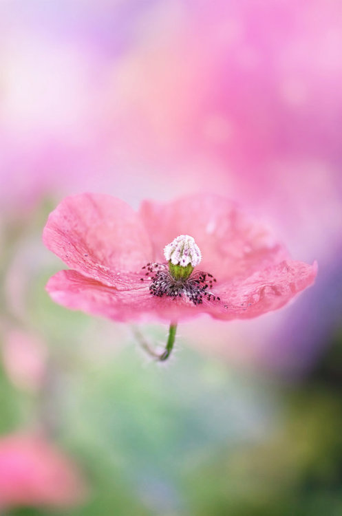 blooms-and-shrooms: Poppy Nebula by Antrisolja