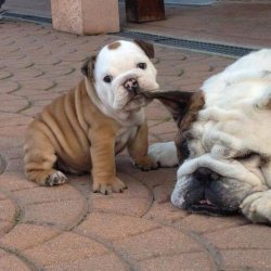 awwww-cute:  Time to get up dad! 