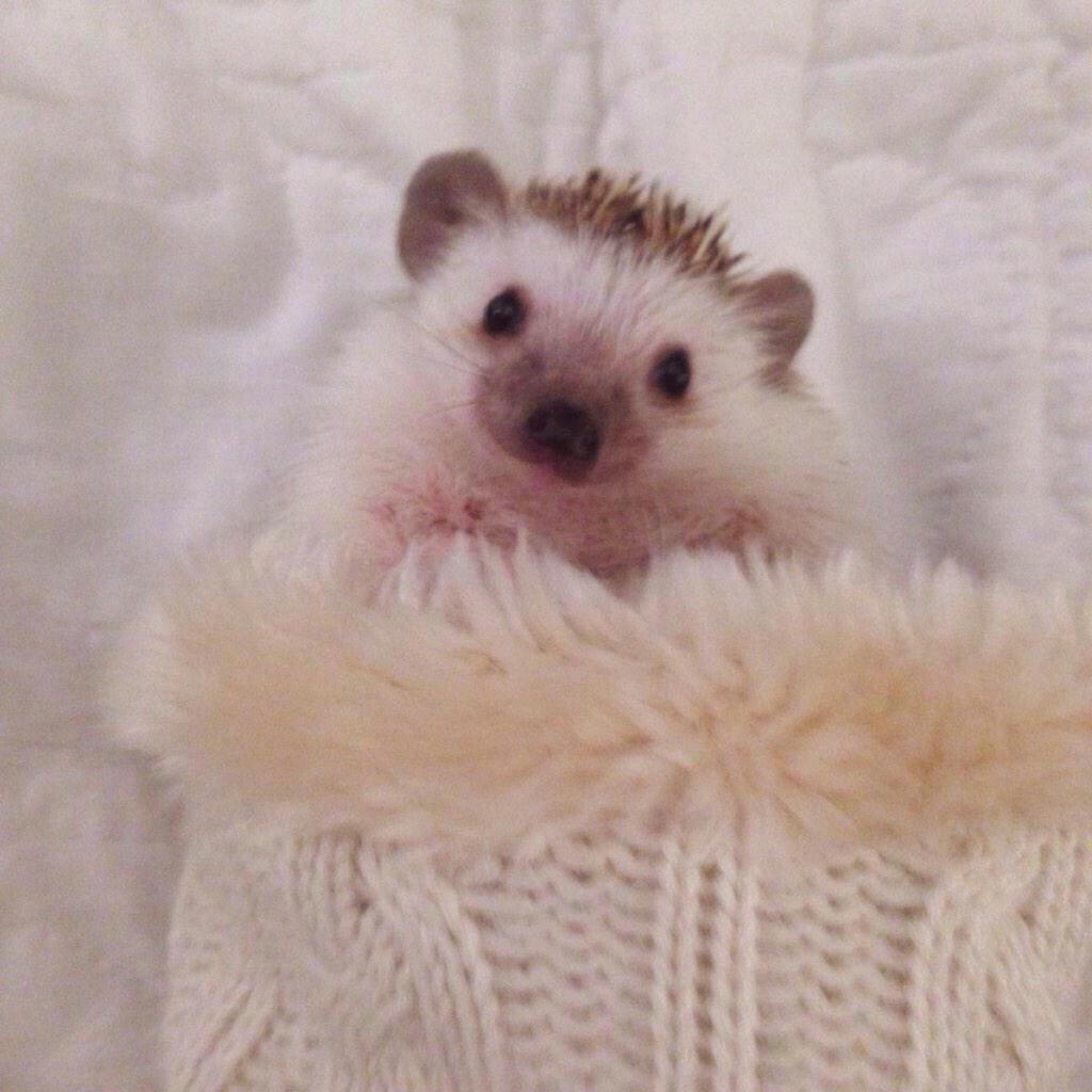 honeyykilos:  Happy hedgies