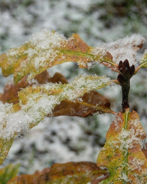 Snowflakes on a sapling ❄️ #snow #snowflakes #tree #leaves #macro #macrophotography #closeup #nature