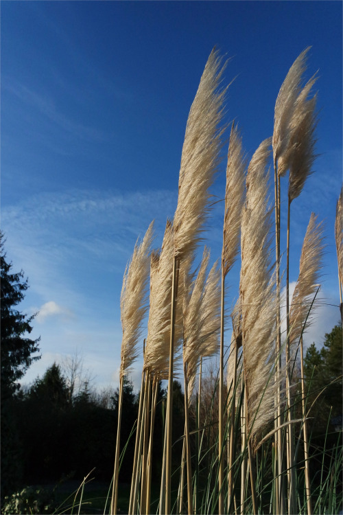 REED AND BLUE