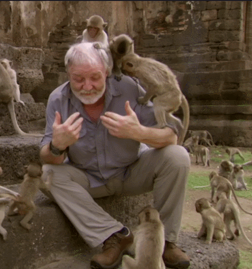 bigmenoftvandfilm: George McGavin bulge in Monkey Planet, s1e02 In the final hours of tumblr, I&rsqu