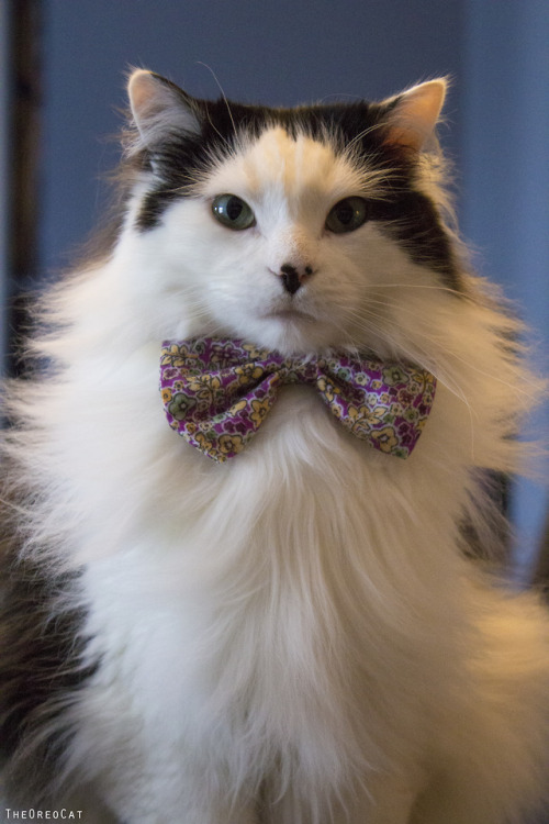 theoreocat:“There’s something to be learned from everyone, even your cat. How the heck did I get the catnip out of that 