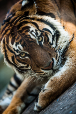 plasmatics-life:  Eye of the tiger ~ By Stefano Catalani