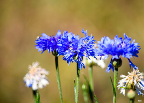 Cornflowers in Oregon