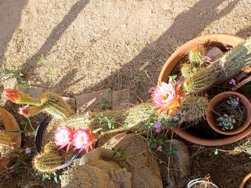 They Are The Same As When Anne Care For Them But At Least They Are Blooming