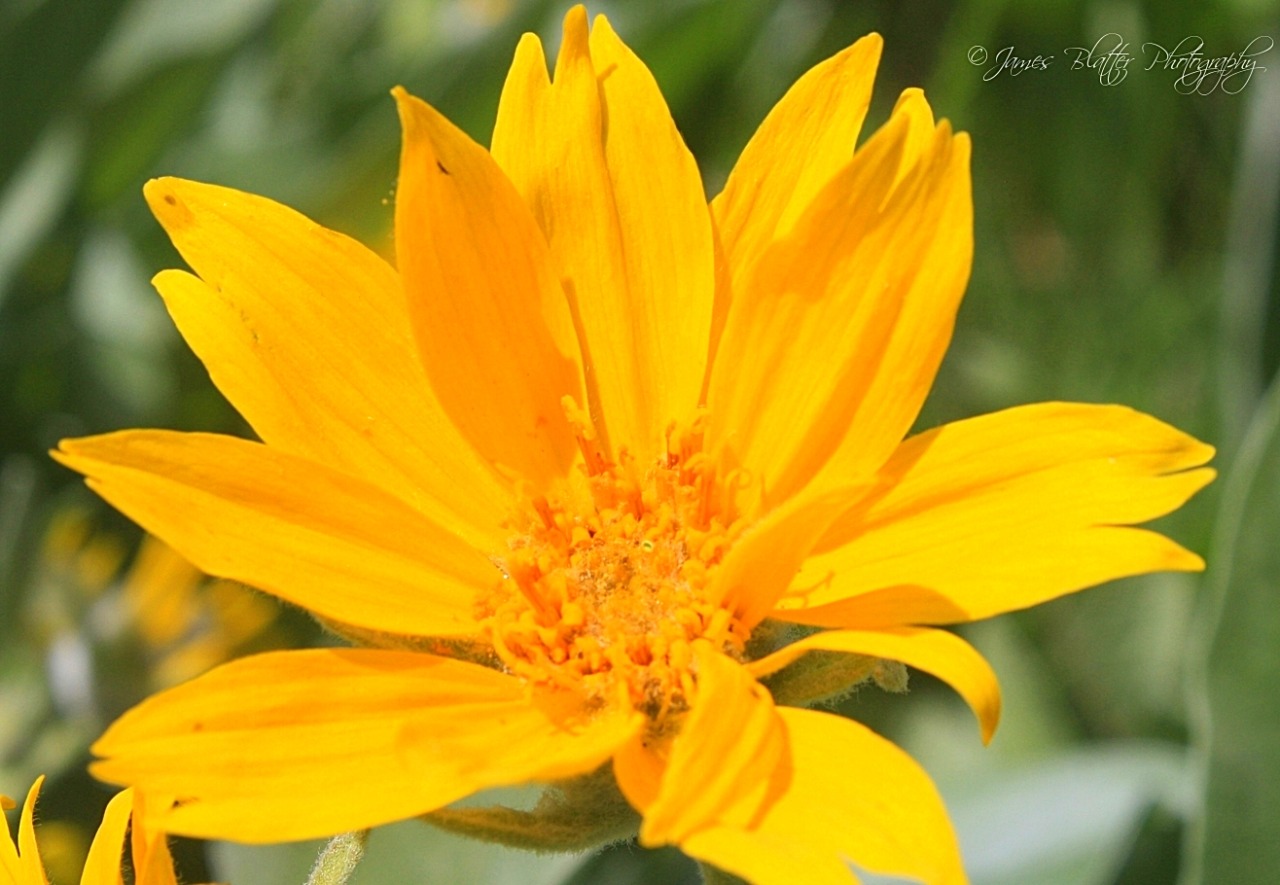 Mule Ears© 2022, James Blatter #weythia#yellow flowers#wildflower#nature photography#flower photography#wildflower photography