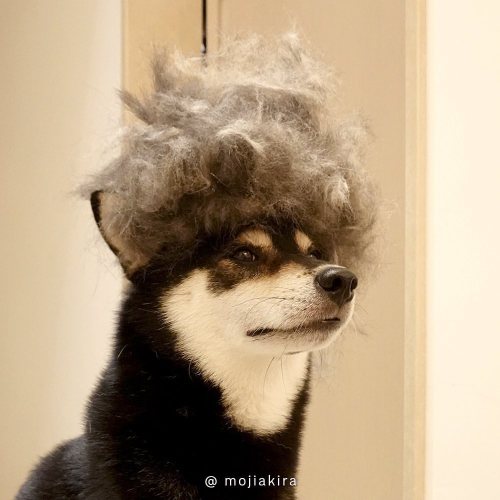 Look at my new hairstyle, cool？ . . #shibainu #shiba #shibapuppy #doglover #shibagram #shibalovers #