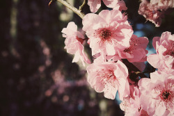 gasaii:  cherry blossoms by pearled on Flickr.