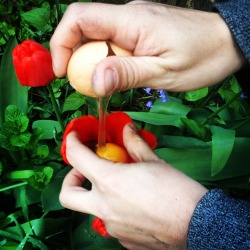 Taj Bourgeois & Matthew Leavitt
Tulip Yolk, 2015