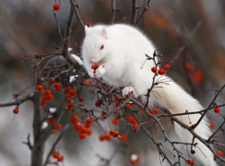 pagewoman:  Albino Squirrel 