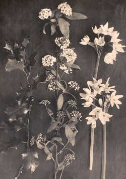 clawmarks:Plantes &amp; fleurs: toute la flore vivante - Émile Bayard - 1906 - via Gallica