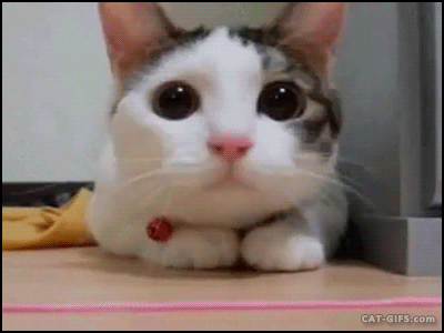 tumblr_nuzmarIdxv1ucw7ggo2_r1_400.gif