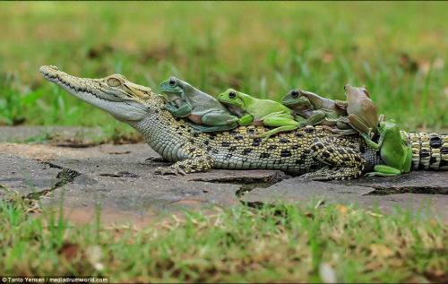 snailsnack:Yes..very good..five froggies just sittin on an alligator..