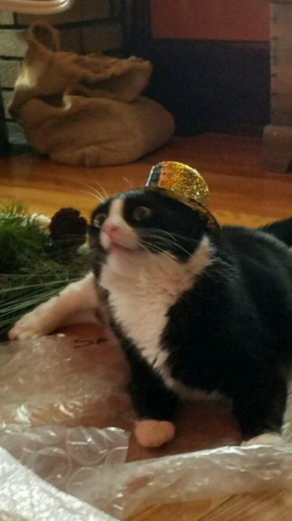 unflatteringcatselfies:my very confused cat in a hat.