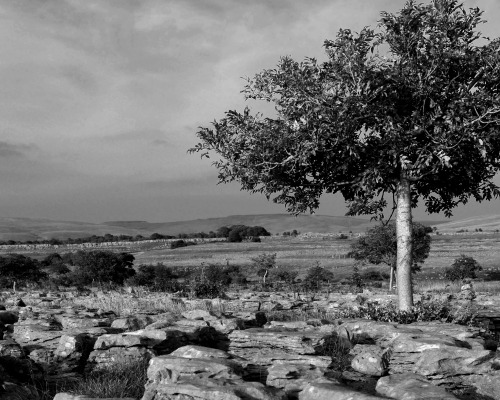 The limestone pavement at Ingleborough, North Yorkshire, 15.8.16. I took advantage of the great weat