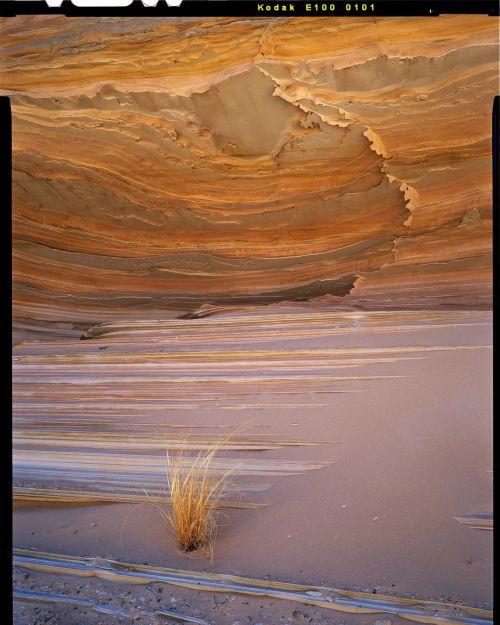 alexburkephoto:A bush glows inside a sandstone amphitheater filled with desert textures. You all wan