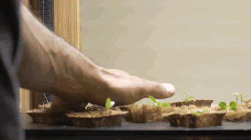micdotcom:Watch: This genius has free dinner for life by growing food in a fish tank — and it’s supe
