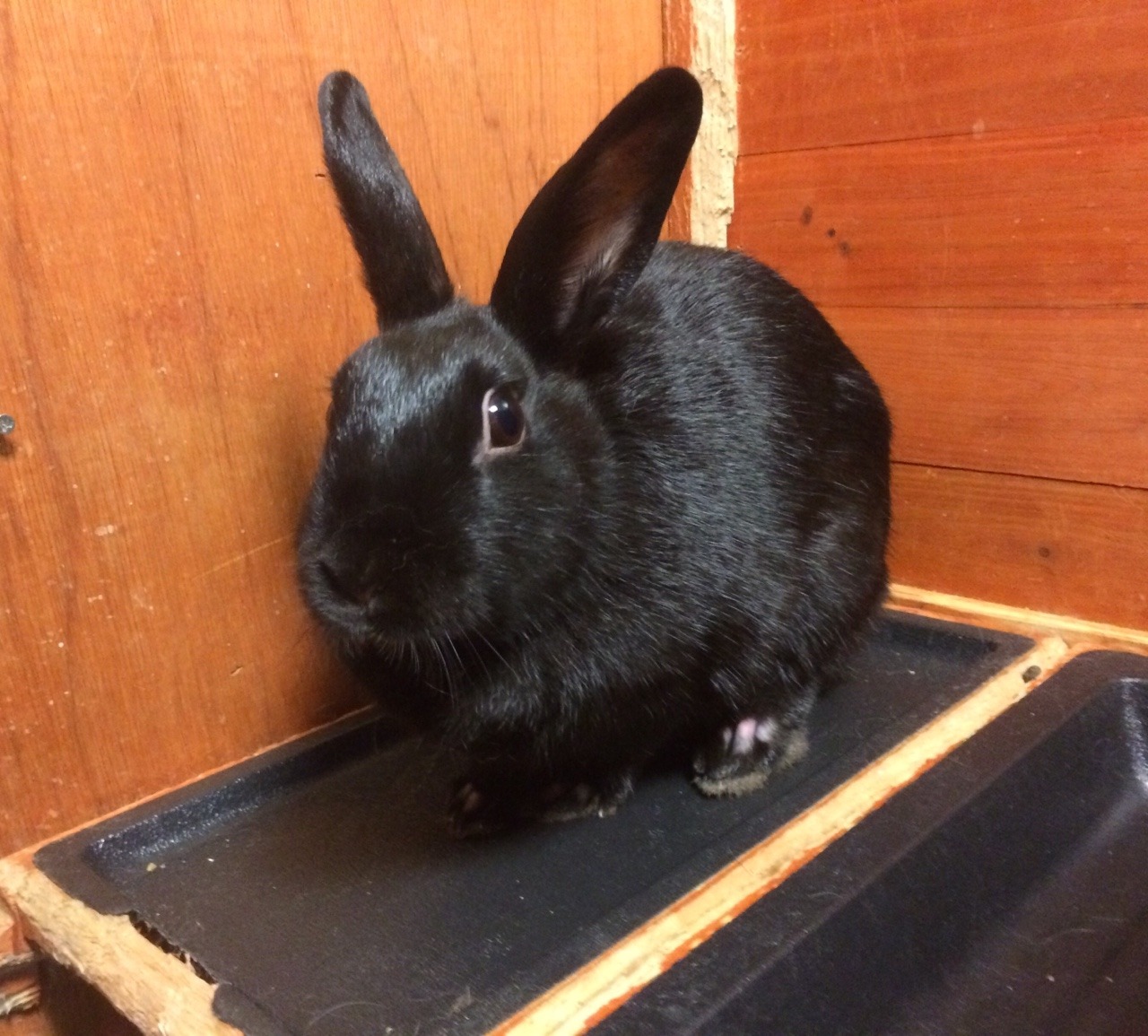 yomallory:  NYC + Long Island followers — These two adorable bunnies are looking