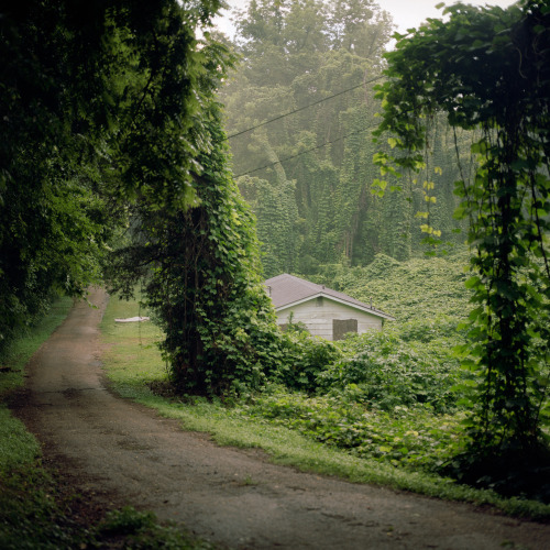 lowcountry-gothic:Kudzu at NightSlideNorth Druid Hills Frostop Nolan Store RoadOvertaken HouseBy&nbs