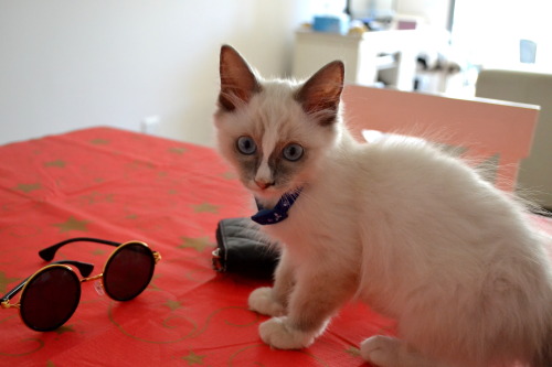 oscarwildesbigadventure:  Oscar is a very cheeky, curious little kitten and loves to sniff anything 