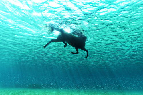 uhohmarty: Sea Horse
