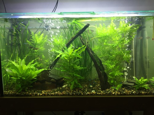Busy morning working on my tanks.Trimmed the Java moss in my shrimp tank and re homed it in my main 