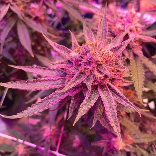 weedporndaily:  #peachrings looking lovely!via slick_socal_420