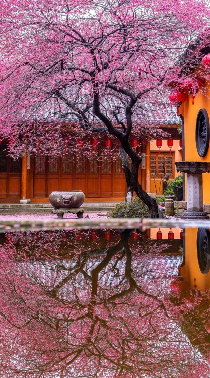 fuckyeahchinesegarden: plum blossoms in 铁佛寺tiefosi, 湖州huzhou, hubei province by 视觉影像杨