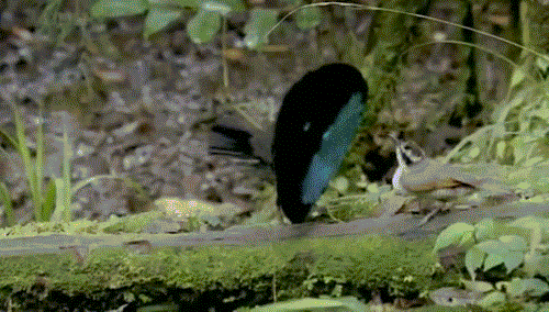 Let's do Some Zoology! - Superb Bird of Paradise Mating Dance source