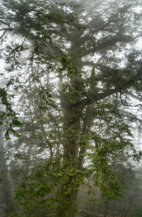 90377: divine tree in fog by C.M. Tu