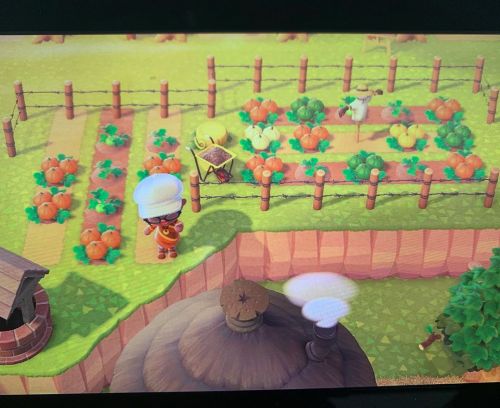 The full pumpkin patch in #animalcrossingnewhorizons I am loving it. #nintendo #gamersunite #animalc