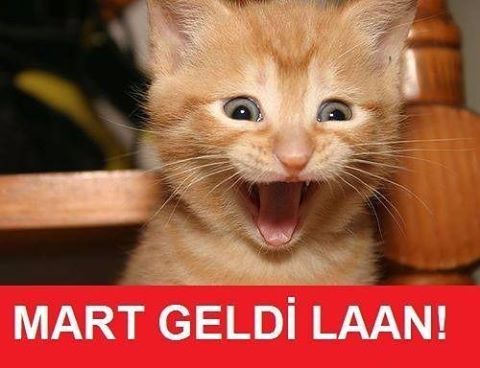 MART GELDİ LAAN!