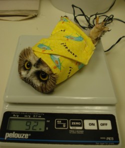 viperf0x:  ithilienne:  My friends, I give you the burritowl.  Give it to me. 