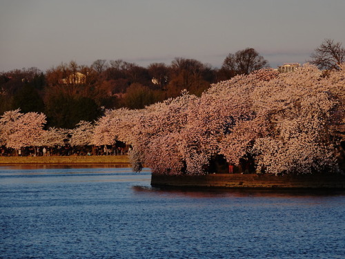 pointandshooter: Tidal Basin at sunrise, Washington, DC photos: David Castenson