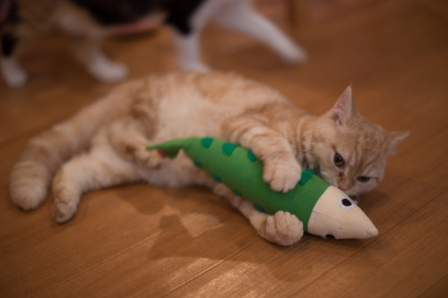 fuckyeahcats:Cat in Hapineko Cafe by Sancty [Flickr] [Tumblr]