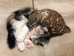 vastderp:  thisismycleverhandle:  awesome-picz:    Kitten And Owlet Become Best Friends And Nap Buddies  Hair on fleek   Feather cat likes paw cat. Very nice. 