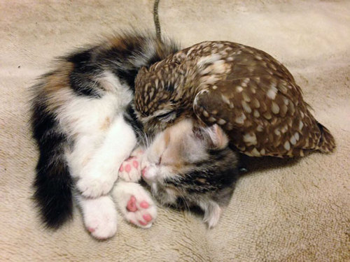 vastderp: thisismycleverhandle:  awesome-picz:    Kitten And Owlet Become Best Friends And Nap Buddies  Hair on fleek   Feather cat likes paw cat. Very nice. 