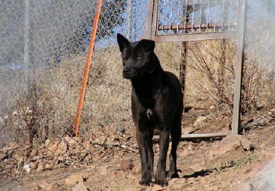 irish wolfhound wolf mix