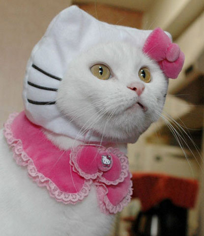 hello-kitty:  October 29: Happy National Cat Day! 