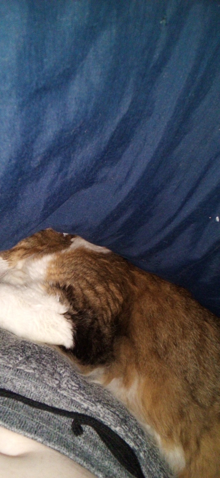 Why Is She Like This? Mittens Insists On Being Under My Blanket Or On My Chest At All Times