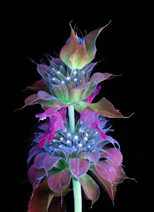 Fluorescing flowersInsect&rsquo;s eyes can see in UV wavelengths, giving them a wider view of life t