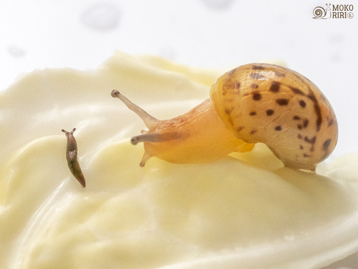 Snails I Met A Baby Slug Today It S So Tiny