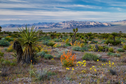 mypubliclands:  Nevada 150 Photo Contest Winner&ldquo;I took the photo because of the intense profusion of wildflowers that bloomed in the area during spring 2013. The time of day offered low-angle sunlight and nearly perfect lighting and contrast conditi